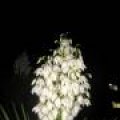 IMG_2470.JPG.thumb.