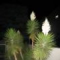 IMG_2471.JPG.thumb.