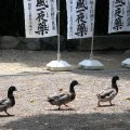 IMG_2589
