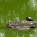 IMG_2601