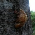 IMG_2572.JPG.thumb.