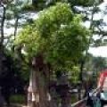 IMG_2584.JPG.thumb.