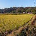 IMG_3942p