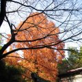 IMG_4005