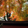 IMG_4032