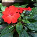 IMG_0807