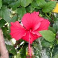 IMG_0810