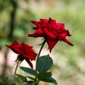 IMG_0824