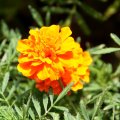 IMG_0832