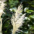 IMG_0835