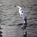 IMG_0313