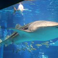 IMG_0089