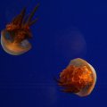IMG_0145
