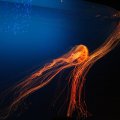 IMG_0151