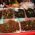 IMG_8283