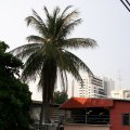 IMG_8534