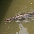 IMG_8548