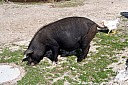 IMG_4836.JPG