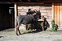 IMG_4837.JPG