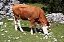IMG_4858.JPG