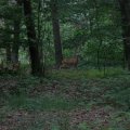 IMG_2603